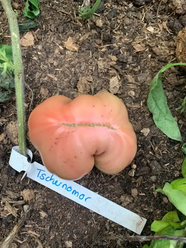Tomaten: Tschernomar