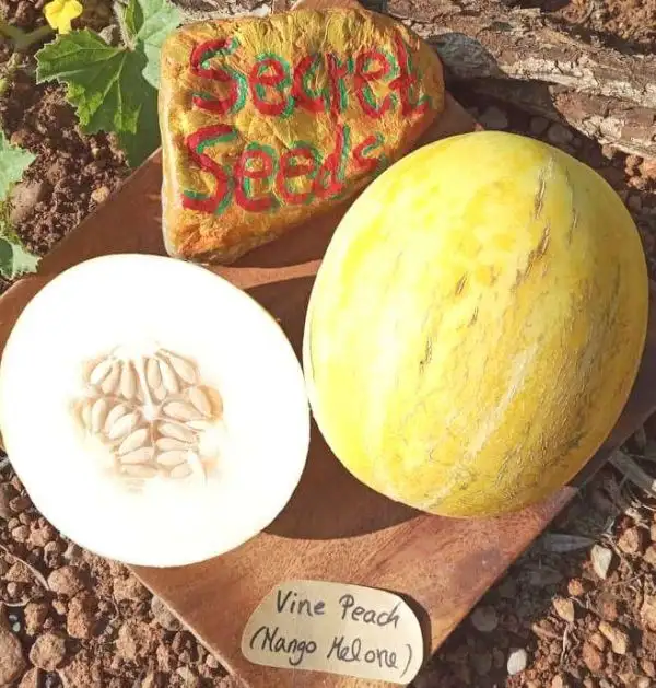 Melonen: Vine Peach / Mango Melone