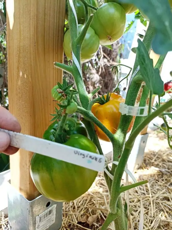 Tomaten: Virginia Sweet