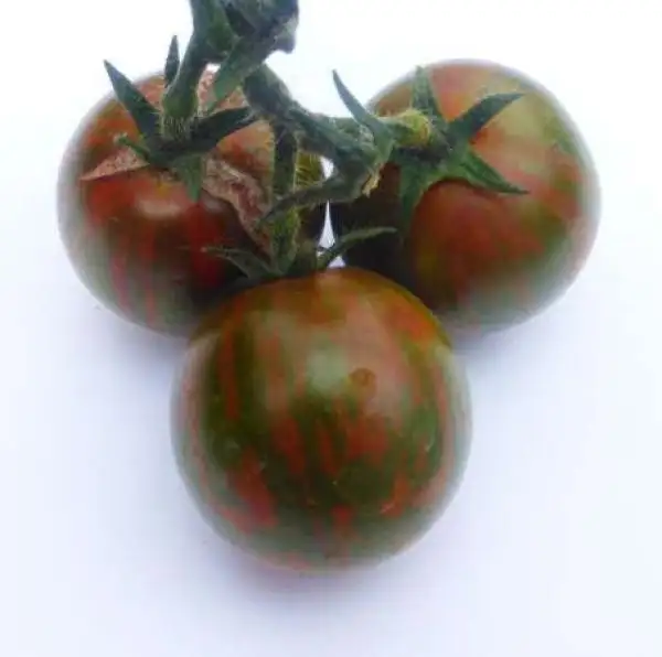 Tomaten: Weinbergtomate