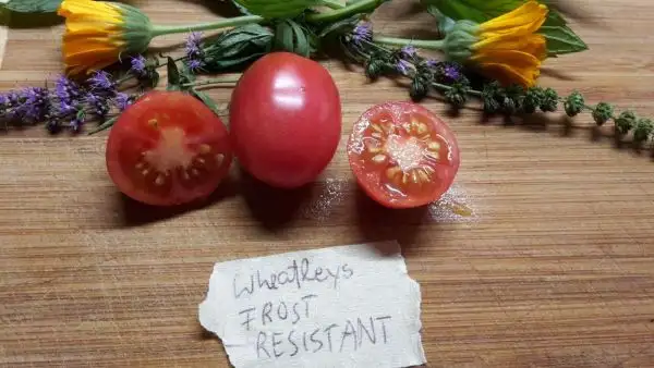 Tomaten: Wheatley