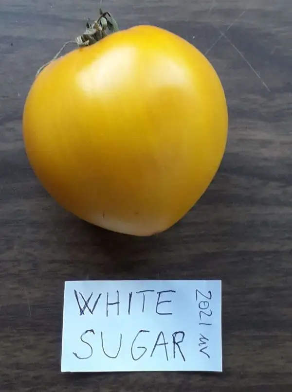 Tomaten: White Sugar