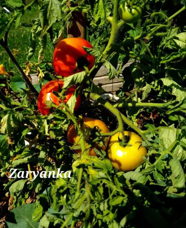 Tomaten: Zaryanka
