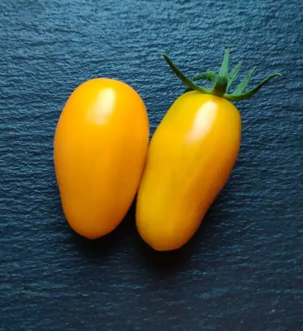 Tomaten: Zolotoy Potok