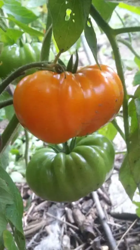 Tomaten: Zolotoy Vek