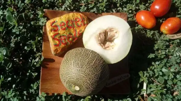 Melonen: Zuckermelone