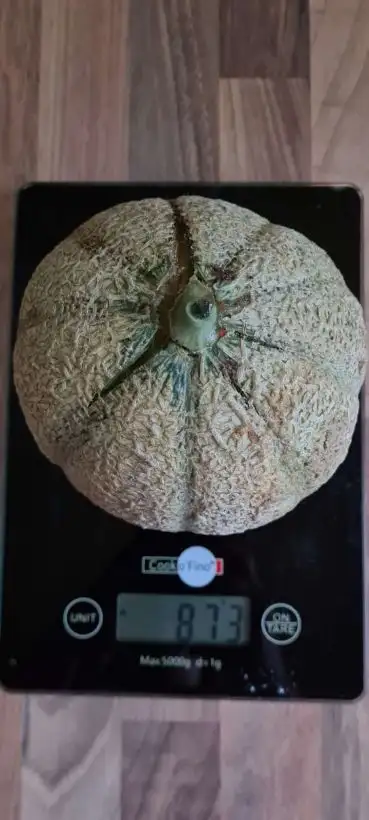 Melonen: Zuckermelone Petit Gris de Rennes